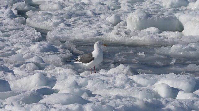 Two slaty-backed gulls (Larus schistisagus) taking off from drift ice, 4K slow motion, Shiretoko, Hokkaido, Japan.