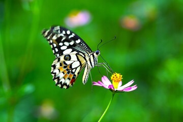 Close up of a citrus butterfly (Papilio demoleus) perched on a flower.