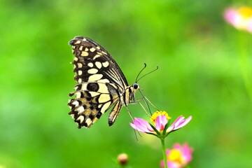 Close up of a citrus butterfly (Papilio demoleus) perched on a flower.