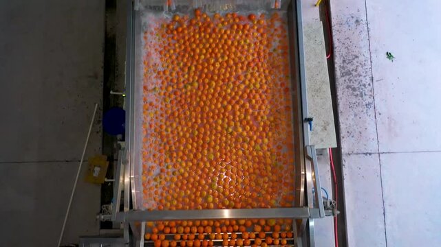 Orange Sorting and Packing Production Line - Aerial Factory View