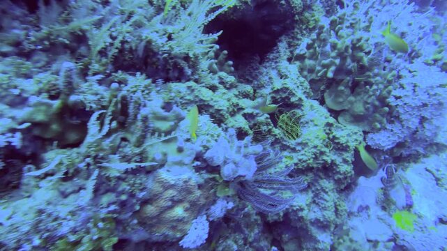 look out of a eco rich marine system with Redcheek Anthias the Green Anthias or Threadfin Anthias Whitetail Chromis damsel fish Whitetail Dascyllus feather stars and various hard mushroom Xenia coral 