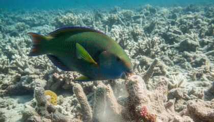 Fototapeta premium Vivid Parrotfish Nibbling Coral in a Sunlit Underwater Reef Ecosystem