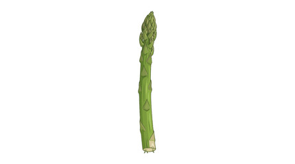 asparagus on white background