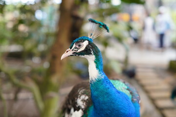 Fototapeta premium Close-up of a Peacock Bird Outdoors