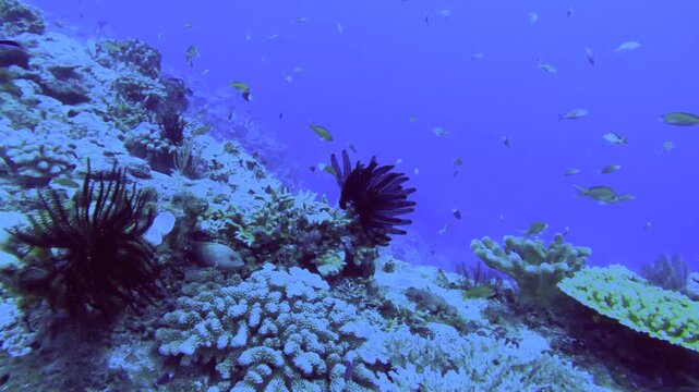 slow motion look out of a eco rich marine system with Redcheek Anthias the Green Anthias or Threadfin Anthias Blue-and-yellow grouper Whitetail Chromis damsel fish Whitetail Dascyllus feather stars an