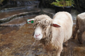 Close-up of a Sheep with Muddy Wool © Yazid Nasuha