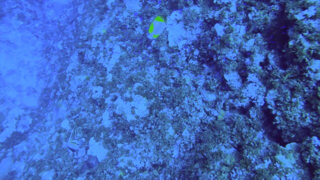 Overlooked down onto the valley of coral reefs with school of Redcheek Anthias the Green Anthias or Threadfin Anthias Pyramid butterflyfish angelfish and various coral while scuba diving in the deep o