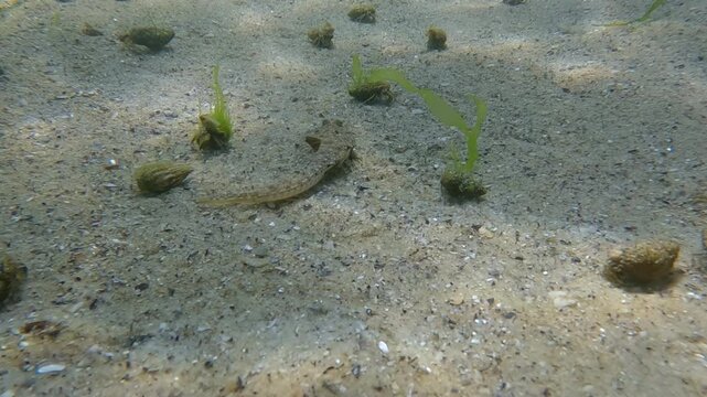 Female Dragonet fish swimming among many small hermit crabs running on sandy bottom, Slow motion, Follow shot, Marine life in sandy shallows