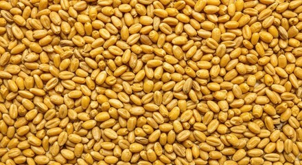 Fototapeta premium Golden cereal kernels scattered uniformly, forming a dry natural textured surface. Perfect organic backdrop for bakery, harvest, or healthy food themes ,food ,ingredient ,uniform
