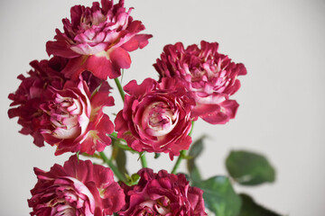Obraz premium 紅華美
