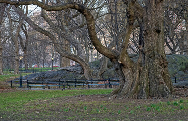Central Park in spring