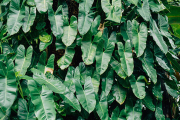 Lush Green Philodendron Plant Foliage © Yazid Nasuha