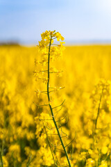 Obraz premium Close up rapeseed flower in with natural blurry background in a rapeseed field .