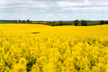 Obraz premium Swedish countryside in spring with blooming rapeseed fields under a blue sky. Suitable for themes of agriculture, sustainable farming, biofuel crops, European seasonal background.