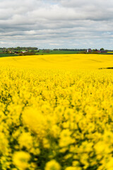 Fototapeta premium Swedish countryside in spring with blooming rapeseed fields under a blue sky. Suitable for themes of agriculture, sustainable farming, biofuel crops, European seasonal background.