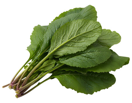 Fresh bunch of green leafy Choy Sum vegetables isolated on transparent background design
