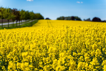 Fototapeta premium Swedish countryside in spring with blooming rapeseed fields under a blue sky. Suitable for themes of agriculture, sustainable farming, biofuel crops, European seasonal background.