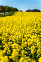 Obraz premium Idyllic agricultural scenery, seasonal farming landscape, Scandinavian nature. Suitable for themes of agriculture, rural life, sustainable farming, biofuel crops, countryside tourism, road trip.