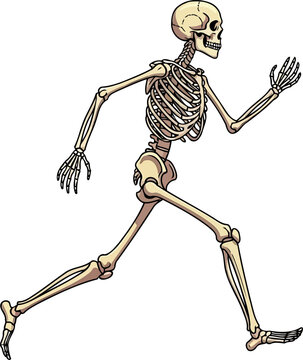 Undead human skeleton sprinting forward in a dynamic pose