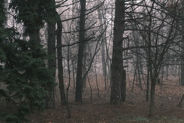Foggy landscape with leafless trees partially obscured by mist.