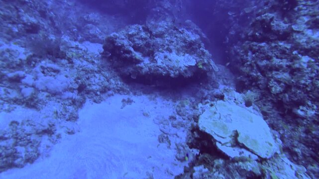Overlooked down onto the valley of coral reefs with school of Redcheek Anthias the Green Anthias or Threadfin Anthias and various coral while scuba diving in the deep ocean sea salt water underwater w