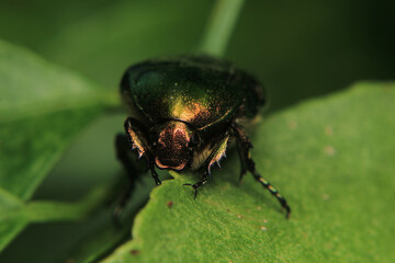 Altın b&ouml;ceği Cetonia aurata macro photograph
