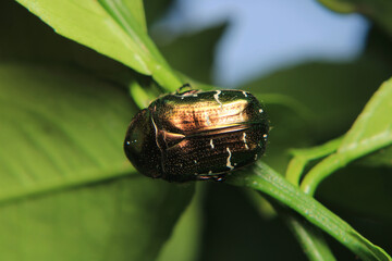 Altın b&ouml;ceği Cetonia aurata macro photograph