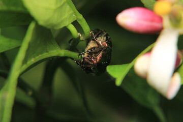 Altın b&ouml;ceği Cetonia aurata macro photograph