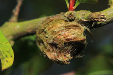 green trees forest landscape photo	
