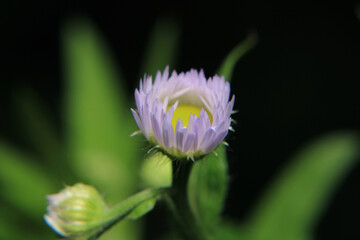 Natural Bellis Perennis Macro Photo	