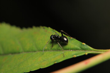 Black carpenter ant macro photo	
