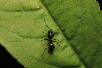 Black carpenter ant macro photo	