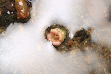 green trees forest landscape photo	