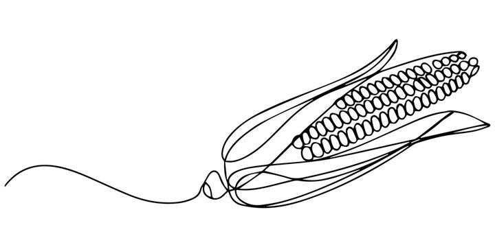 corn continuous one line drawing, Maize ear in continuous line art drawing style. Corn cob black linear sketch isolated on white background, one line Art icon drawing. Continuous one line drawing
