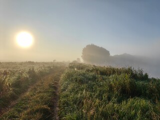 Dawn with wild grasses and dew, fog, summer landscape.