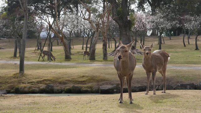 奈良公園の鹿