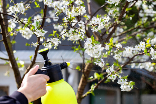Treating cherry blossoms in spring with ammonia to prevent diseases and pests, close-up