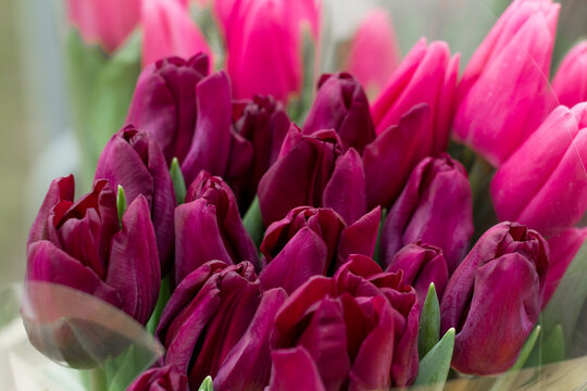 Fresh purple and pink Tulipa gesneriana flowers. Spring floral bouquet close-up. Botanical texture.