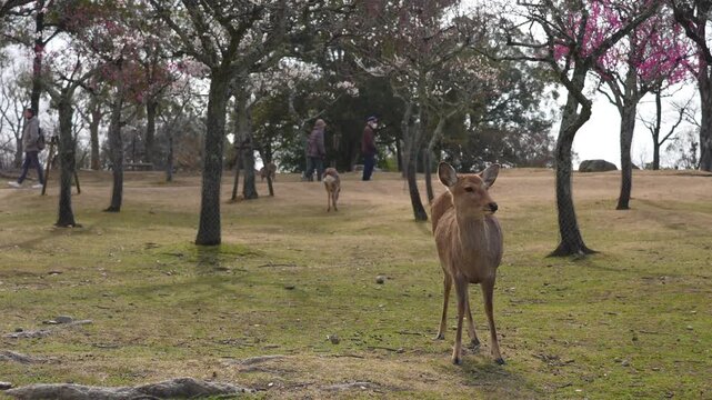 奈良公園の鹿