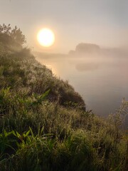 Dawn with wild grasses and dew, fog, summer landscape.