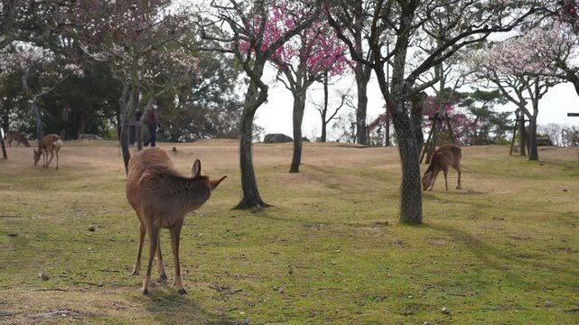 奈良公園の鹿