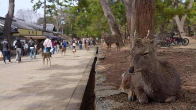奈良公園の鹿