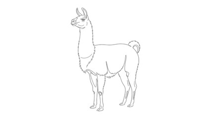 Fototapeta premium Elegant Llama Outline: A refined line drawing of a poised llama, capturing its distinctive long neck and curious gaze, presented in a minimalist and sophisticated style.