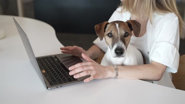 Office with pet dog Jack Russell terrier looking at camera sitting on woman lap. Owner girl using laptop. working in pet friendly coworking. video footage. pet parent lifestyle