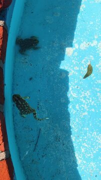 Two Frogs Swimming and Resting in Calm Blue Pool Water a Summer Day