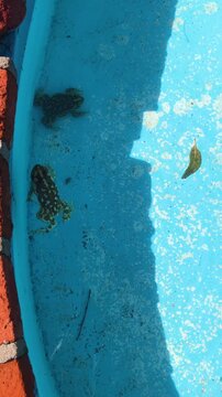 Small Frogs Resting and Floating in Backyard Swimming Pool a Summer Day