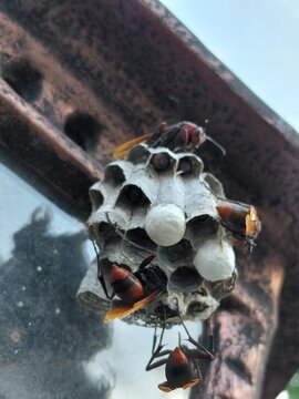 A small paper wasp nest attached to a metallic structure, showing several active wasps with orange and black markings tending to their hexagonal cells and white silk caps.