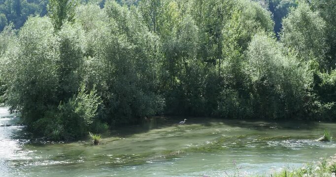 (Ardea cinerea) A grey heron patrolling the shallow water of a fast-moving river stalking aquatic preys