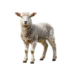 Fototapeta premium Adorable lamb stands on a white background with woolly fleece and a sweet expression