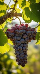Fototapeta premium Ripe purple grapes hang heavy on the twisting green vine in the summer sunlight, ready for harvest and winemaking endeavors, summer, sweet, agriculture